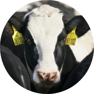 pp电子·模拟器(试玩游戏)官方网站