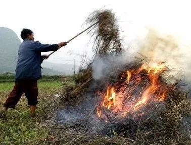 你年年都想烧的秸秆，今年可以吃票子了！